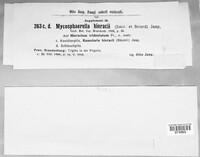 Mycosphaerella hieracii image